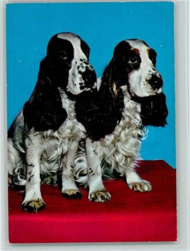 Cockerspaniel schwarz-weiß Spaniel