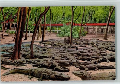 Alligator Farm , St. Augustine, Florida USA ca 1935 AK Krokodil