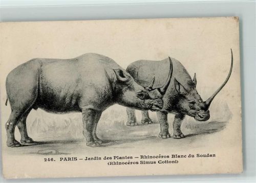 Nr. 246 Paris - Jardin des Plantes - Rhinoceros