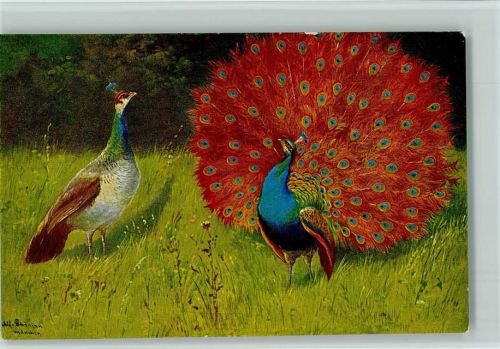 Schöner Pfau Peluba 263 AK