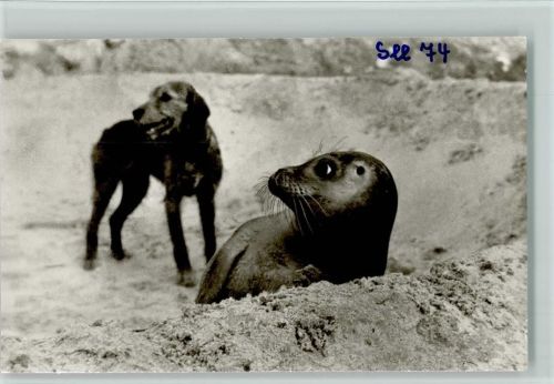 Seehund und ein Hund ca 1960 Foto AK