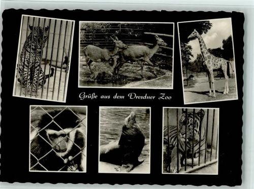 Verschiedene Tierabbildungen 1964 AK