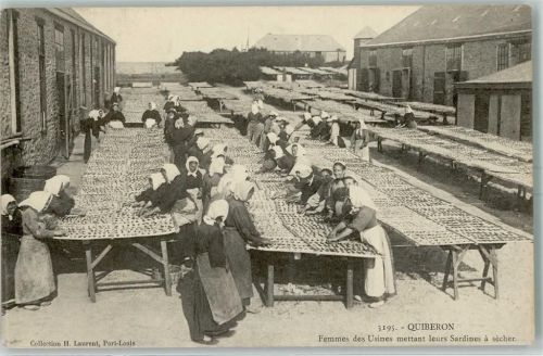 56170 Quiberon 1908 - Femmes des Usines mettant leurs Sardines a seicher - Beruf Fabrik
