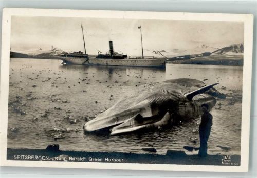 Svalbard Spitzbergen Walfang Schiff Kong Harald Green Harbour Wal