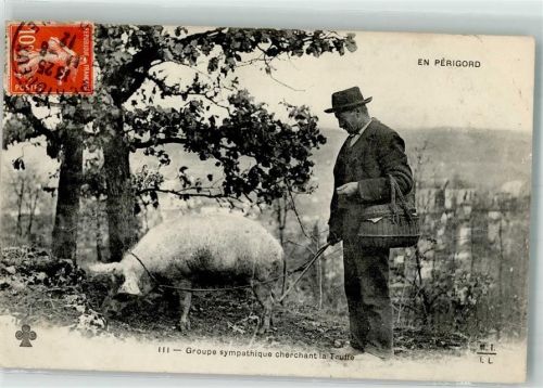 Perigueux 1912 Trüffelsau Trüffelsucher Perigord Frankatur vorne
