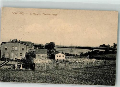23623 W2405 Ahrensbök 1912 Foto AK Gänsemästerei