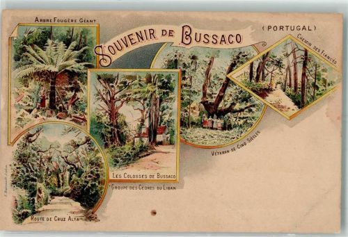 Bussaco Route de Cruz Alta Les Colosses
