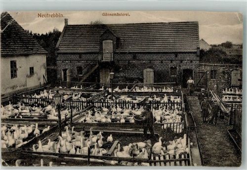 Neutrebbin Gänsemästerei Foto AK