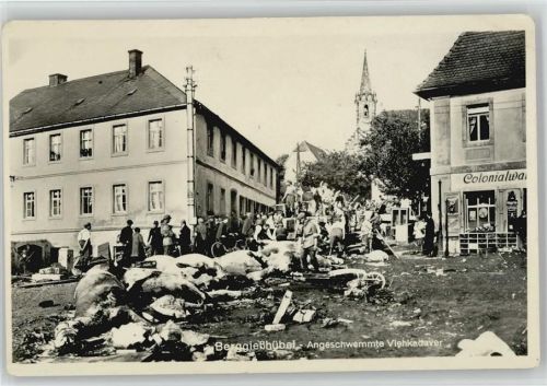 Kurort Berggießhübel 1927 Angeschwemmte Viehkadaver
