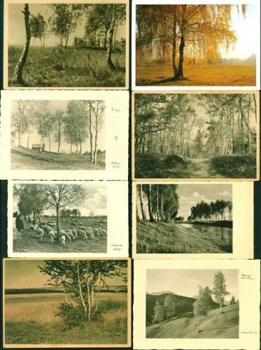 Birken/Bäume Lot mit 41 AK, ca. 1930-1990; überwiegend gute Erhaltung, nicht gelaufen