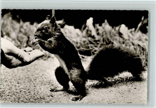 Eichhörnchen