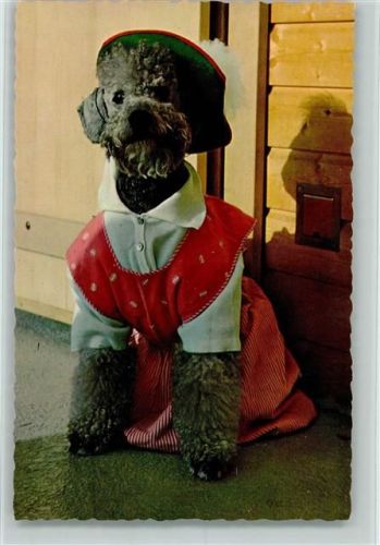 Pudel in Tracht