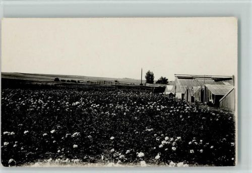 Rosenfeld Lehr Gärtnerei 1931 Gartenbau Foto AK