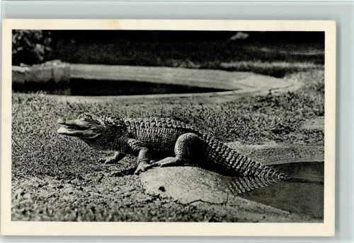 Hechtkaiman Krokodil