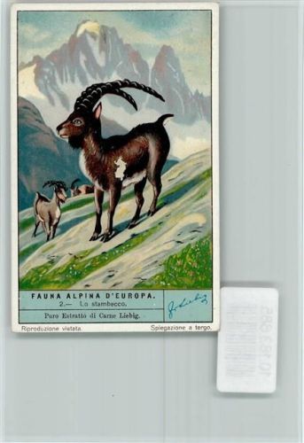Fauna Alpina Europa - Nr. 2 Lo stambecco, Sammelbild Liebig Bergtier