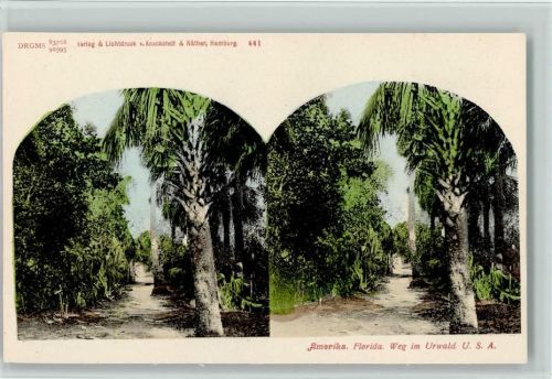 Florida um 1905 - Weg im Urwald, Knackstedt & Näther Nr. 641, sehr gute Erhaltung AK Stereobild