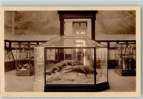 Tervuren 1918 Musee du Congo Belge - Reptile and Fish-Gallery AK