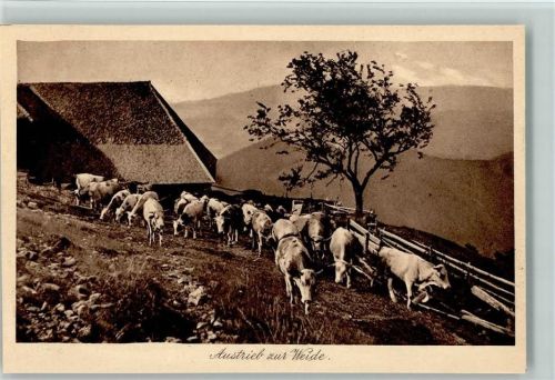 Serie Idylle Nr. 119, Austrieb zur Weide, Landwirtschaft, sehr gute Erhaltung AK