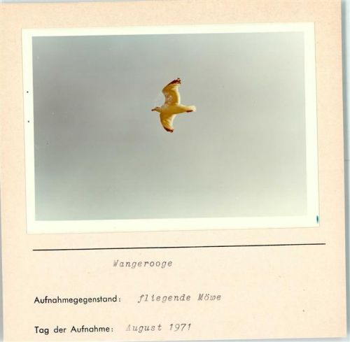 Wangerooge Fliegende Möwen Foto montiert auf Karton