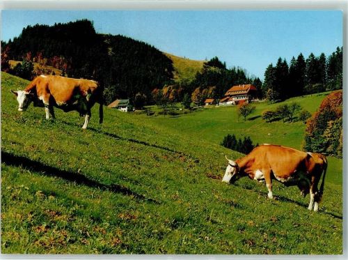 Neuenweg Gasthaus Pension Haldenhof Kühe