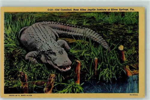 Silver Springs Florida Old Cannibal Ross Allen Reptile Institute Krokodil