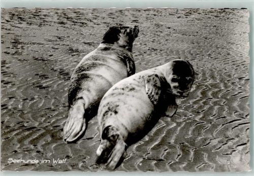 Husum Seehunde im Watt Ort lt. Stempel