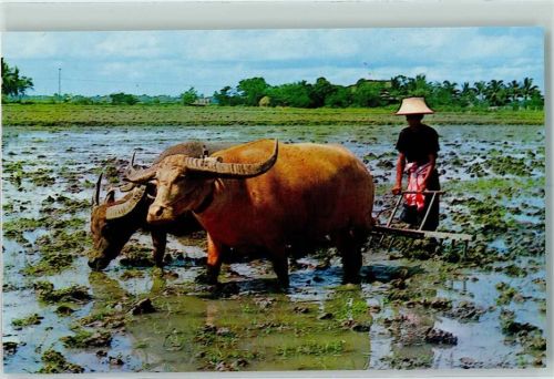 Cultivation of the Rice in Thailand Raking the Field in Preparation for Rice Planting