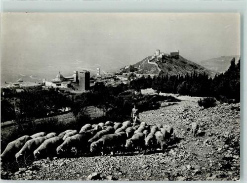 Assisi Monte Subasio Schafherde