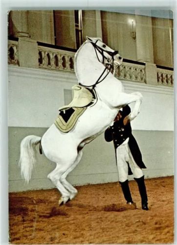 Wien Spanische Reitschule Courbette an der Hand