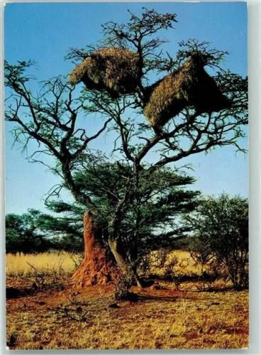 Gesellschaftsvogelnest