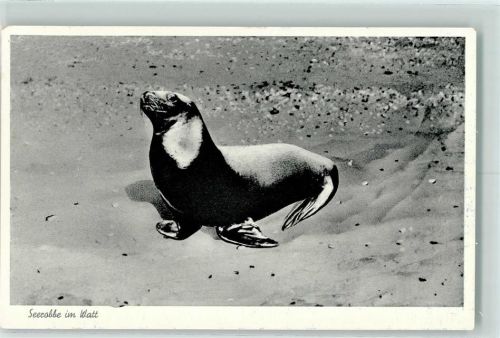 Norderney 1957 Seerobbe im Watt AK