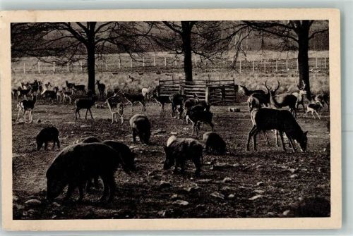 Moritzburg Wildschwein- und Rotwildgehege Wildfütterung