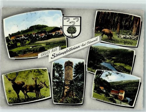 Strümpfelbrunn Wild Wildschweine