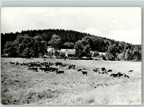 Engelsbach Kühe