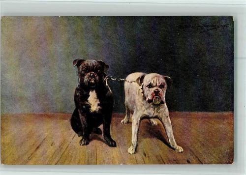 Zwei Hunde AK Boxer