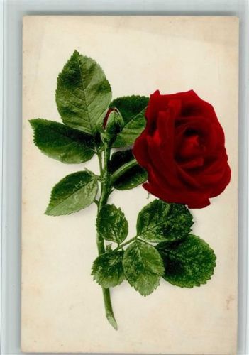 Nr. 509 Rose Blume - Farbenlichtdruck
