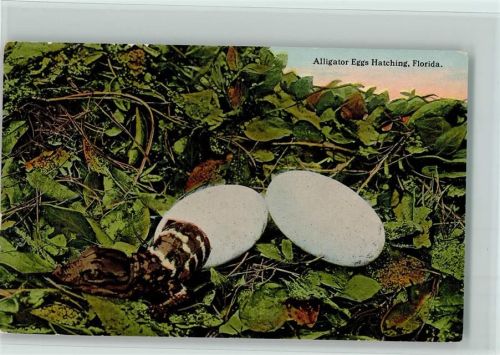 Florida Artistic Serie Nr. 2198 Alligator Eggs Hatching, Florida, gute Erhaltung
