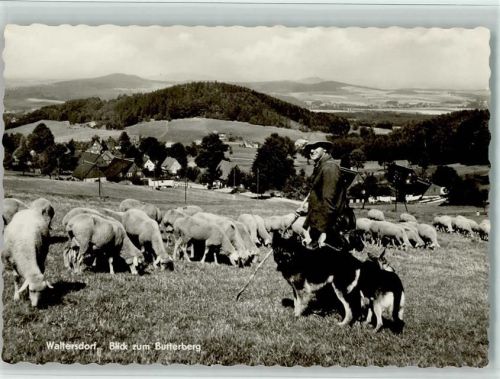 Waltersdorf Blick zum Butterberg Schäfer mit Schafherde Schäferhunde