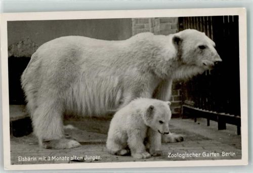 Berlin Mitte Zoologischer Garten Eisbärin mit Jungem