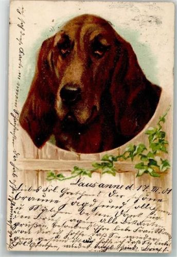 Jagdhund? Großer Hund 1901 Lithographie / Künstlerkarte
