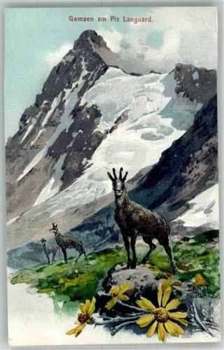 Gemsen am Piz Languard