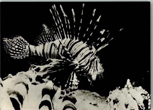 Rotfeuerfisch