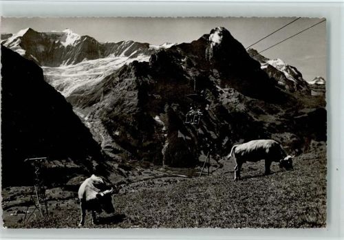 Grindelwald Bergbahn Kühe