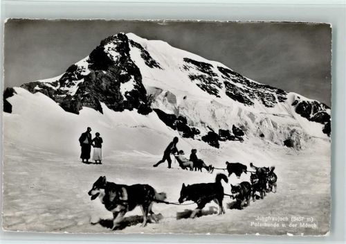 Jungfraujoch Mönch Winter Hundeschlitten