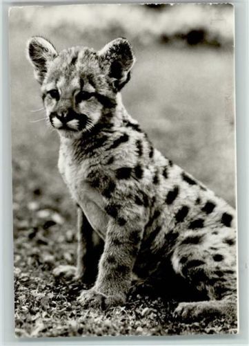 Junger Puma 1976