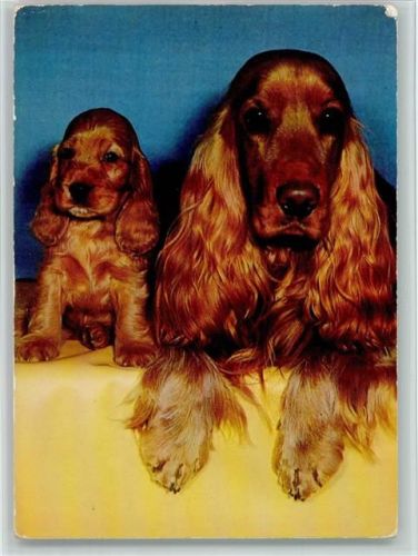 Cockerspaniel ca 1965 AK