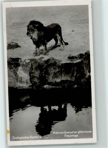 C/2256 Mähnenlöwe auf der gitterlosen Freianlage ca 1936 Foto AK Zoo