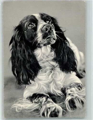 Cocker Spaniel ca 1955 AK Spaniel