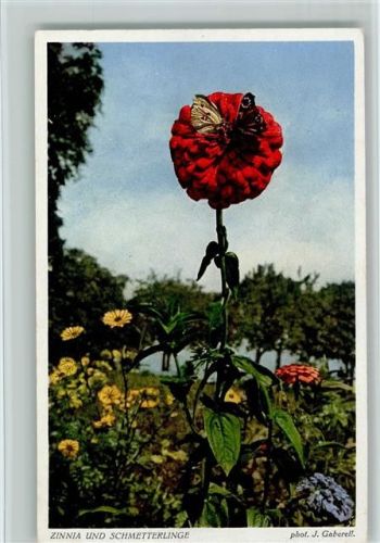 Zinnia Blume und Schmetterlinge Foto Gaberell 9200 AK