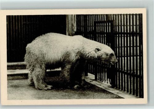 Wien Schönbrunn - Eisbär ca 1930 AK